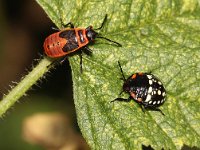 Pyrrhocoris apterus 14, Vuurwants, Saxifraga-Pieter van Breugel