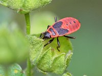 Pyrrhocoris apterus 20, Vuurwants, Saxifraga-Tom Heijnen