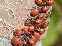 Pyrrhocoris apterus 15, Vuurwants, Saxifraga-Tom Heijnen