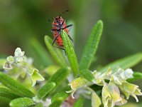 Pyrrhocoris apterus 22, Vuurwants, Saxifraga-Tom Heijnen