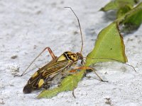 Rhabdomiris striatellus #06785 : Rhabdomiris striatellus, Gestreepte Eikenblindwants