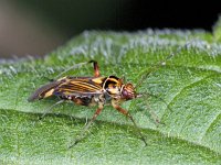 Rhabdomiris striatellus #01924 : Rhabdomiris striatellus, Gestreepte Eikenblindwants