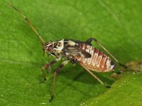 Rhabdomiris striatellus 4, Saxifraga-Ab H Baas