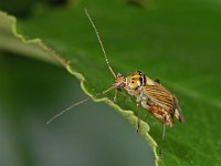 Rhabdomiris striatellus 5, Saxifraga-Ab H Baas