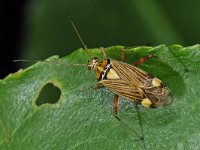 Rhabdomiris striatellus 6, Saxifraga-Ab H Baas