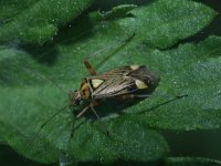 Rhabdomiris striatellus 7, Saxifraga-Rutger Barendse