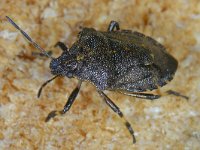 Rhacognathus punctatus #13569 : Rhacognathus punctatus