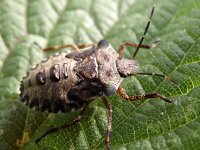 Rhaphigaster nebulosa 1, Grauwe schildwants, Saxifraga-Frank Dorsman  Rhaphigast​er nebulosa, Grauwe veldwants AW-duinen 240611