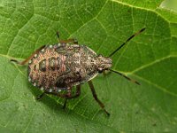 Rhaphigaster nebulosa 2, Grauwe schildwants, Saxifraga-Frank Dorsman  Rhaphigaster nebulosa, Grauwe veldwantsBredevoort 100811