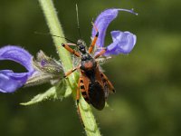 Rhinocoris iracundus 1, Rode roofwants, Saxifraga-Marijke Verhagen