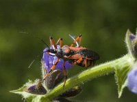 Rhinocoris iracundus 2, Rode roofwants, Saxifraga-Marijke Verhagen