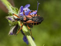 Rhinocoris iracundus 3, Rode roofwants, Saxifraga-Marijke Verhagen