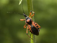 Rhinocoris iracundus 4, Rode roofwants, Saxifraga-Marijke Verhagen