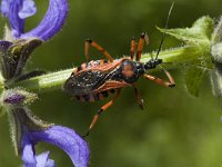 Rhinocoris iracundus 5, Rode roofwants, Saxifraga-Marijke Verhagen