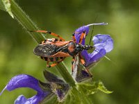 Rhinocoris iracundus 6, Rode roofwants, Saxifraga-Marijke Verhagen