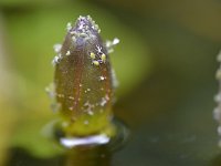 Rhopalosiphum nymphaeae 1, Waterlelieluis, Saxifraga-Tom Heijnen