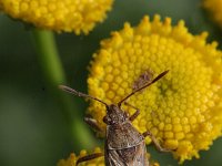 Rhopalus subrufus 1, Geblokte glasvleugelwants, Saxifraga-Rutger Barendse