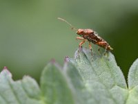 Rhopalus subrufus 1, Geblokte glasvleugelwants, Saxifraga-Tom Heijnen