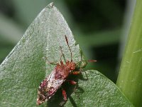 Rhopalus subrufus 2, Geblokte glasvleugelwants, Saxifraga-Rutger Barendse