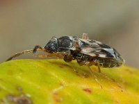 Scolopostethus affinis 6, Saxifraga-Ab H Baas