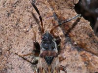 Scolopostethus thomsoni 2, Saxifraga-Rutger Barendse