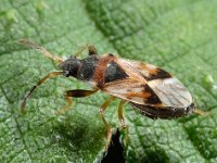 Scolopostethus thomsoni 3, Saxifraga-Ab H Baas