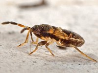 Scolopstethus nimf sp 3, Saxifraga-Ab H Baas