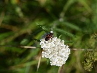 Spilostethus saxatilis