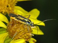 Stenotus binotatus #08136 : Stenotus binotatus, male