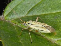 Stenotus binotatus #08471 : Stenotus binotatus, female