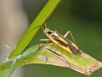 Stenotus binotatus #13135 : Stenotus binotatus, male