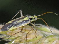 Stenotus binotatus #13224 : Stenotus binotatus