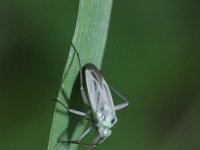 Stenotus binotatus 8, Saxifraga-Rutger Barendse