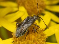 Stictopleurus punctatonervosus #08147 : Stictopleurus punctatonervosus