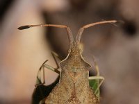 Syromastes rhombeus 2, Saxifraga-Rutger Barendse