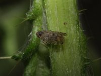 Tachycixius pilosus 10, Saxifraga-Rutger Barendse