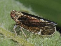 Glasvleugelcicade spec 02 #42908 : Tachycixius pilosus