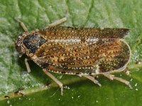 Glasvleugelcicade spec 03 #44267 : Tachycixius pilosus