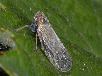 Glasvleugelcicade spec 01 #12473 : Tachycixius pilosus