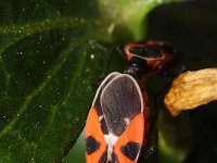 Tropidothorax leucopterus 1, Saxifraga-Rutger Barendse