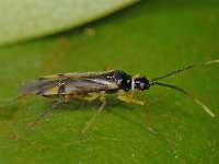 Tupiocoris rhododendri