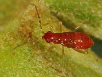 Tupiocoris rhododendri 2, Saxifraga-Ab H Baas