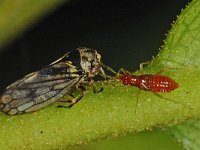 Tupiocoris rhododendri 3, Saxifraga-Ab H Baas