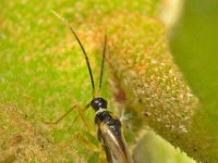 Tupiocoris rhododendri 4, Saxifraga-Ab H Baas