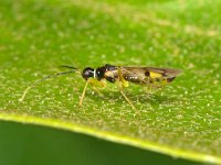 Tupiocoris rhododendri 5, Saxifraga-Ab H Baas