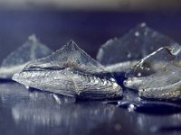 Velella velella 2, Bezaantje, Saxifraga-Foto Fitis-Sytske Dijksen