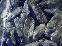 Velella velella