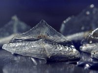 Velella velella 3, Bezaantje, Saxifraga-Foto Fitis-Sytske Dijksen