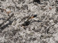 Ammophila sabulosa 30, Grote rupsendoder, Saxifraga-Willem van Kruijsbergen