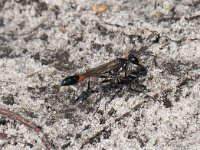 Ammophila sabulosa 40, Grote rupsendoder, Saxifraga-Willem van Kruijsbergen